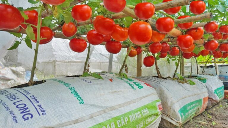 Scopri 5 semplici passaggi per coltivare pomodori a casa e risparmiare!