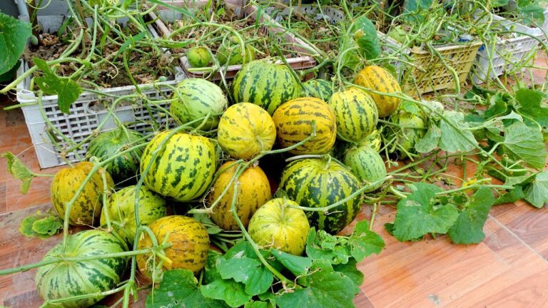 Coltivare 5 varietà di meloni in terrazzo: scopri come farlo facilmente!