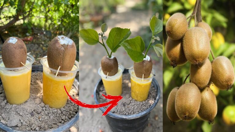 Scopri 3 passaggi per coltivare kiwi con uova e limonata!
