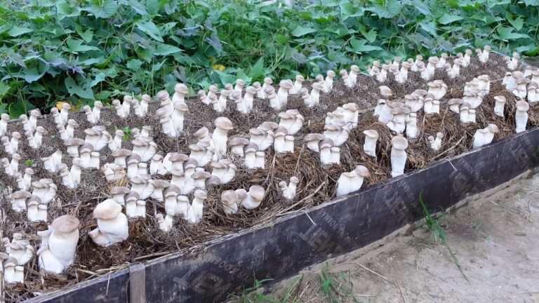 Scopri 5 tecniche semplici per coltivare funghi da semi anche da principiante!