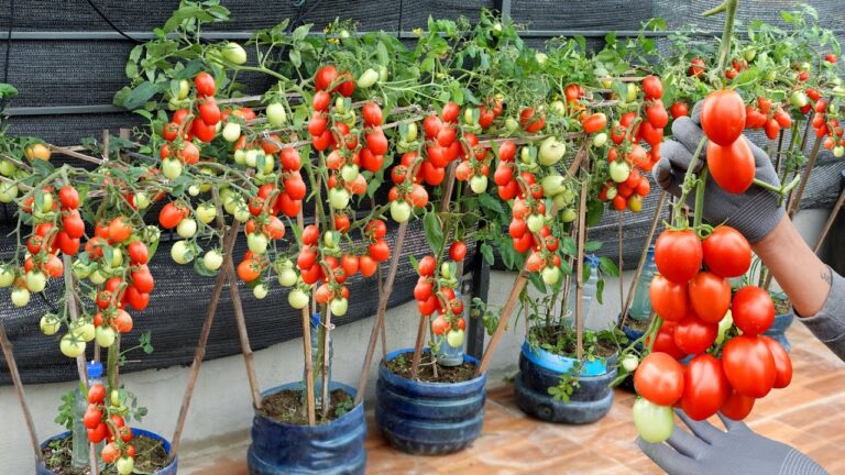 5 trucchi per coltivare pomodori straordinari con bottiglie di plastica
