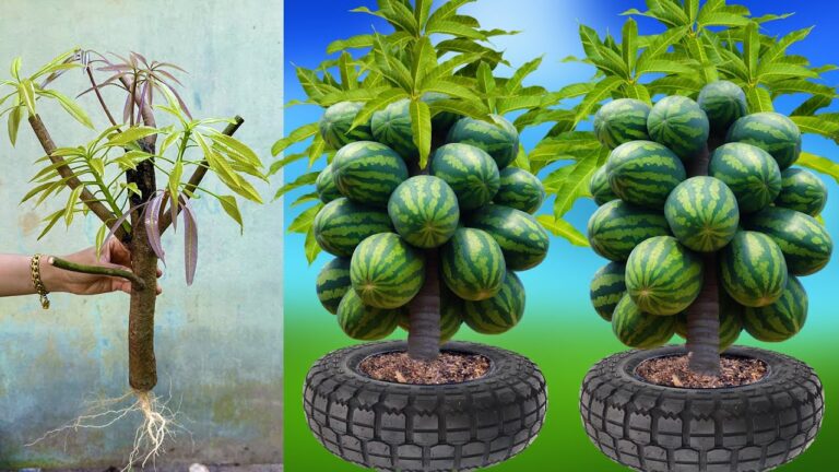 Coltiva 5 tecniche geniali per crescere manghi e angurie insieme!