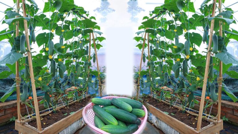 Coltiva 7 varietà di cetrioli in casa e raccogli frutti freschi tutto l’anno!