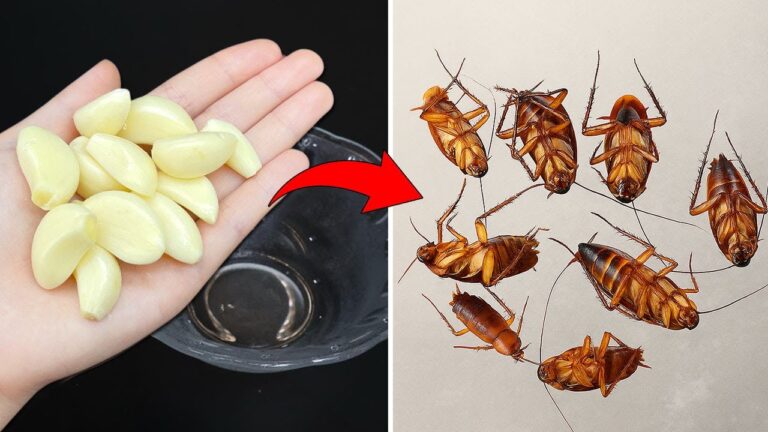 Elimina 10 blatte con un solo spicchio d’aglio: scopri come!