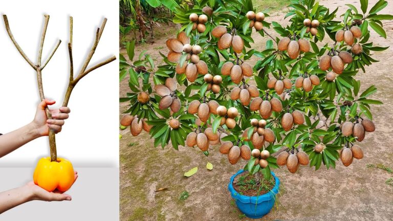 Scopri come coltivare 3 frutti sorprendenti con il grafting di alberi!