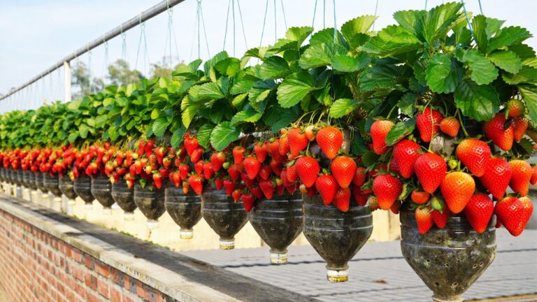 10 motivi per coltivare fragole in bottiglie di plastica e ottenere risultati sorprendenti!
