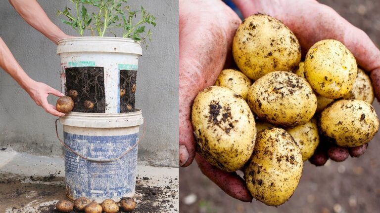 Coltivare 10 patate in secchi di vernice: la guida per i principianti!