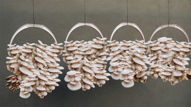 Crescita di funghi in 5 passi: la guida completa per il tuo giardino domestico!