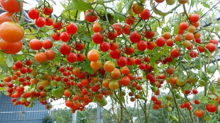 9 segreti per coltivare pomodori in bottiglie di plastica con successi incredibili!