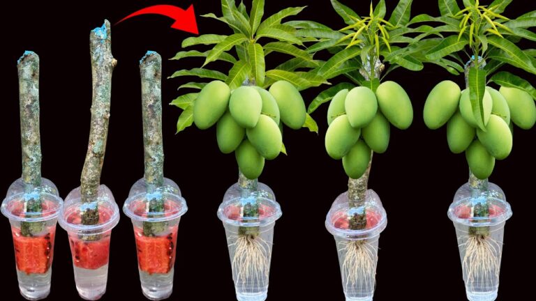 5 Tecniche per Innestare Mango: Crescita Veloce con Aloe e Anguria!