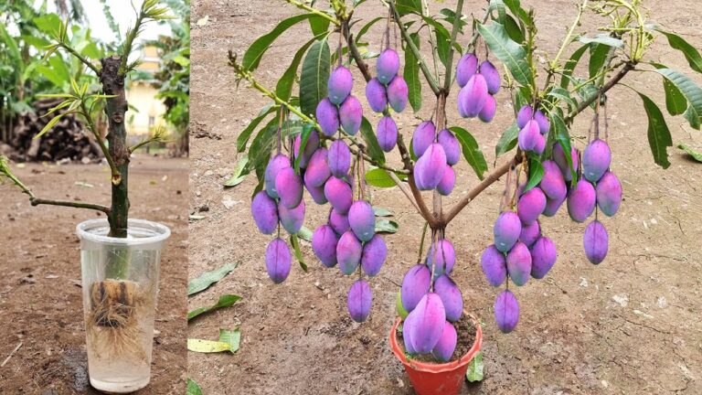 Scopri 5 tecniche uniche per coltivare alberi di mango con le banane!