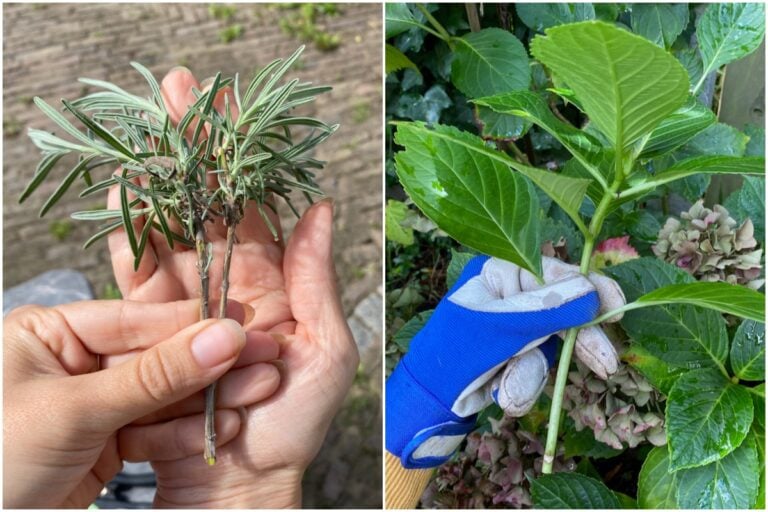 10 piante famose da riprodurre per talea ad agosto