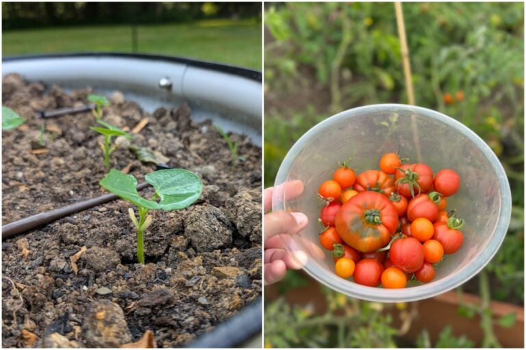 7 lavori da fare in giardino ad agosto per un giardino perfetto