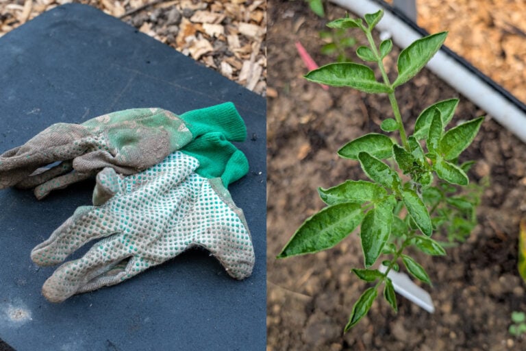 Igiene scadente nel giardino: come prevenire malattie nelle verdure