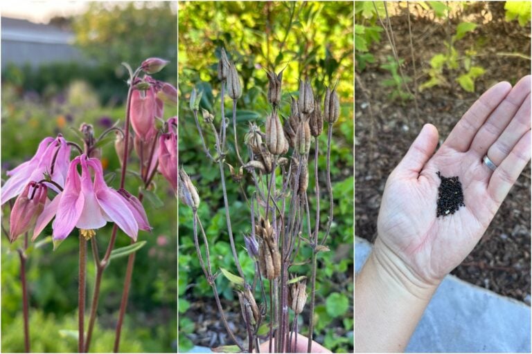 Hai terminato con le fioriture della Colombina? Ecco come ottenere più fiori l’anno prossimo