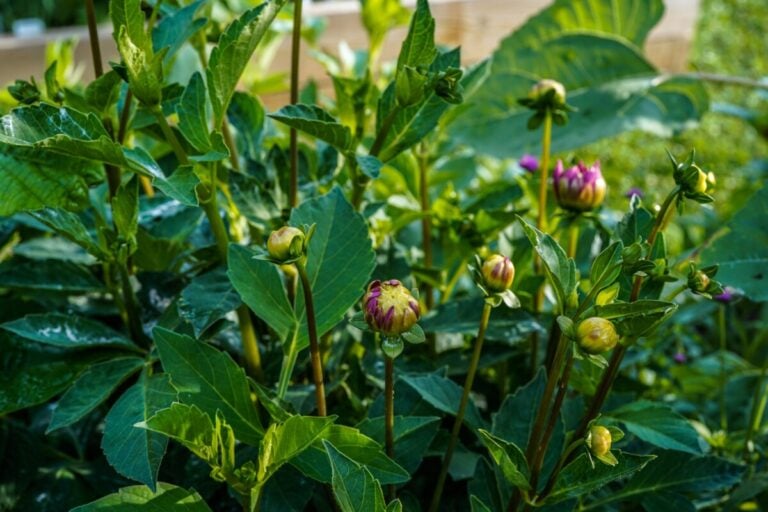 Perché le tue dalie non fioriscono e come rimediare al problema