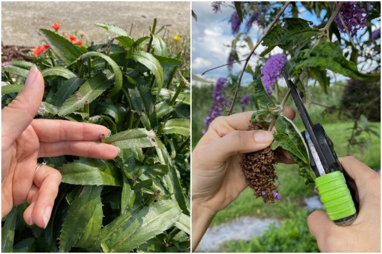 Ecco le 13 piante da potare a agosto per un giardino rigoglioso