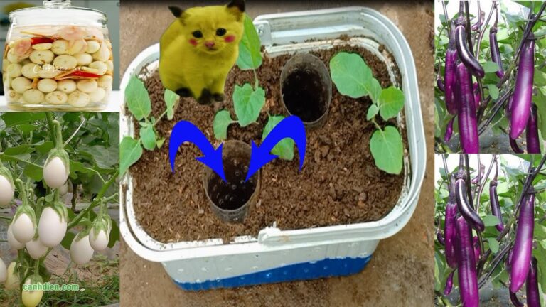 10 motivi per coltivare melanzane in contenitori di plastica! Scopri di più!