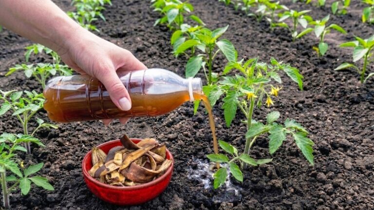 Scopri 5 segreti per usare le bucce di banana e avere pomodori e peperoni giganti!