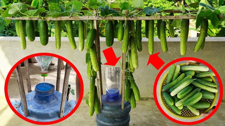 5 motivi per coltivare cetrioli in bottiglie di plastica e avere un raccolto abbondante!