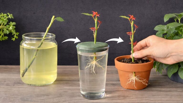 Scopri 5 trucchi per far radicare rapidamente una talea di rosa in acqua!