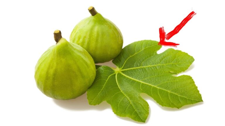 5 Foglie sorprendenti per combattere diabete e colesterolo in modo naturale!