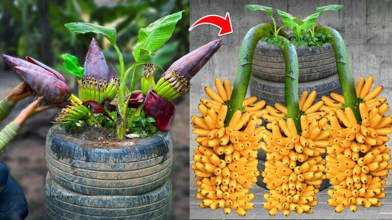 5 tecniche per innestare banani e ottenere risultati straordinari!