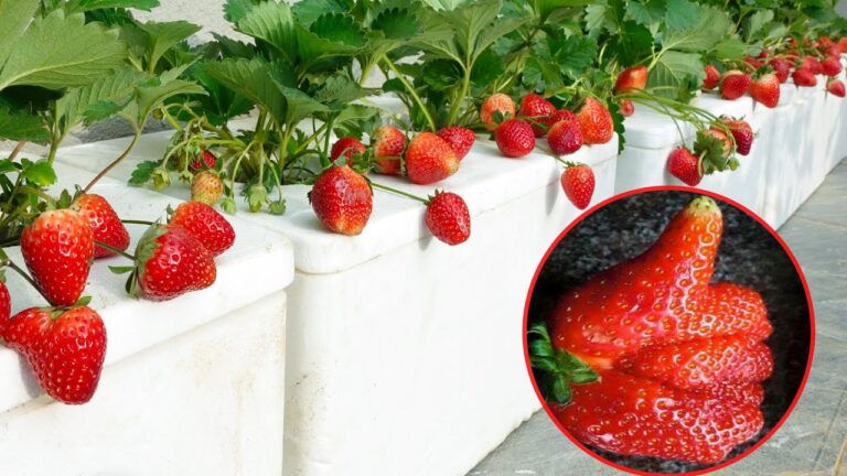 5 Trucchi per Coltivare Fragole in Vasi: Guida Facile e Riuscita!