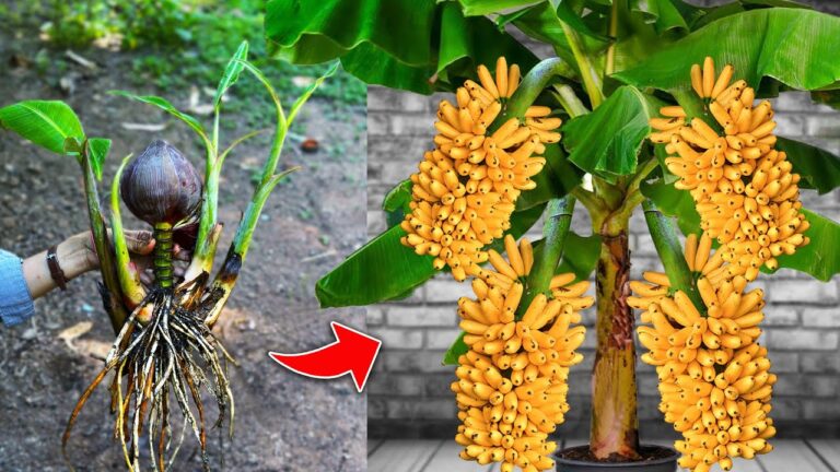 5 tecniche di innesto per una pianta di banana ricca di frutti! Scopri come fare!