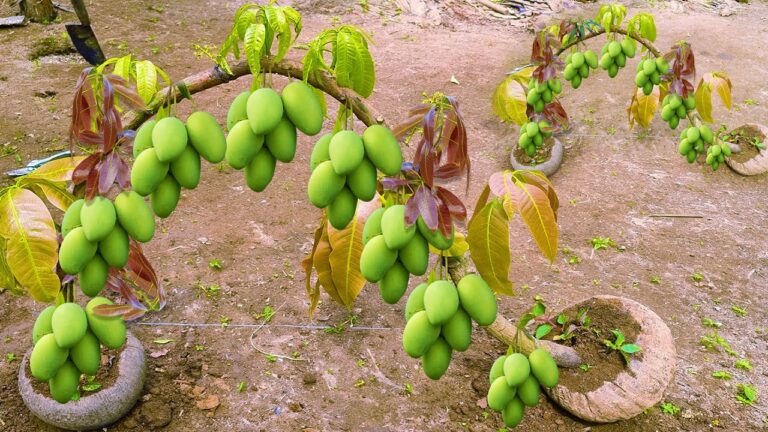 5 Tecniche Uniche per Innestare Mango con Coconuts e Abbondanza di Frutti
