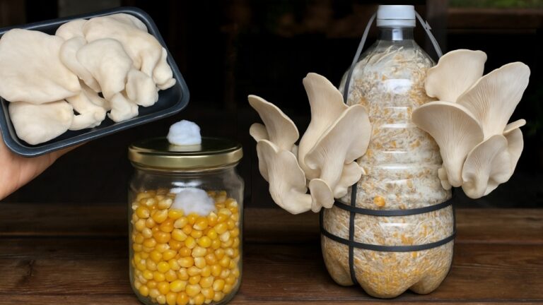 Coltivare funghi in 5 semplici passi: scopri come fare a casa!