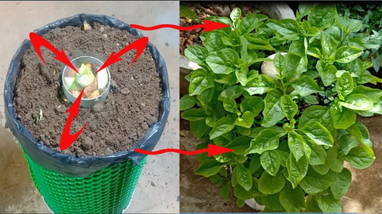 5 semplici passi per coltivare spinaci in casa con stile!