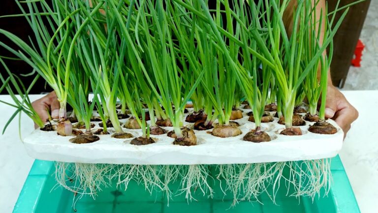 Coltivare 5 tipi di cipolle idroponiche in cucina: la soluzione facile!