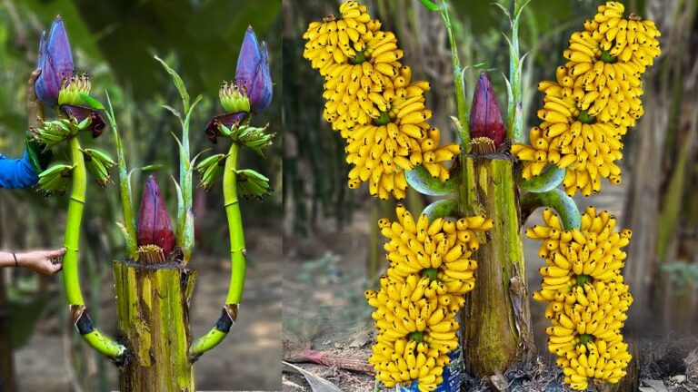 Scopri 5 tecniche di innesto per banani pieni di frutti e vigorosi!