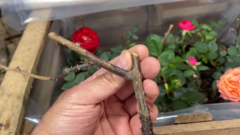 9 semplici passi per moltiplicare rose in mini invernacoli! Scopri subito come farlo!