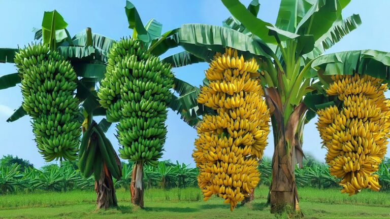 5 tecniche efficaci per innestare alberi e ottenere grandi risultati!