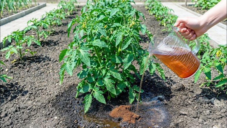 5 fertilizzanti naturali per pomodori e cetrioli da provare subito!