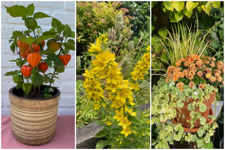 10 piante perenni da non mettere mai a terra
