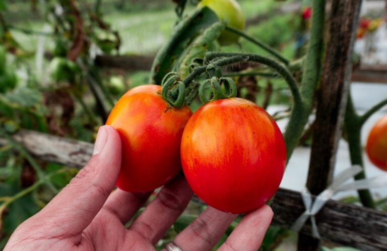 Come Potenziare il Gusto dei Pomodori Coltivati in Casa e il Grande Errore da Evitare