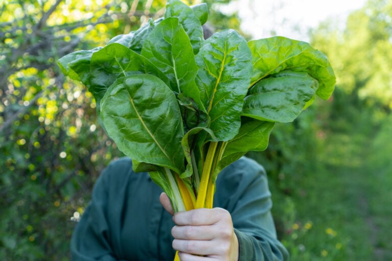 Verdure da piantare ancora ad agosto in base alla zona di rusticità