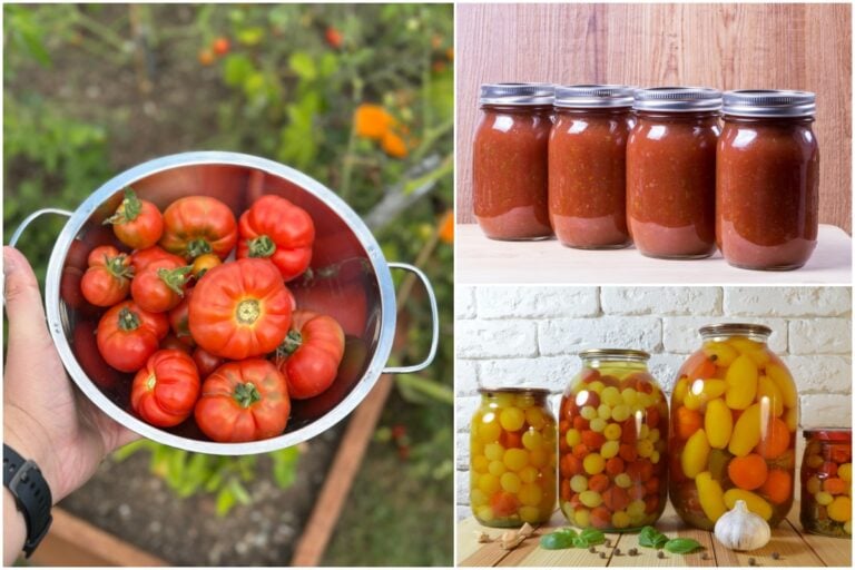 21 modi semplici per conservare il raccolto di pomodori quest’anno