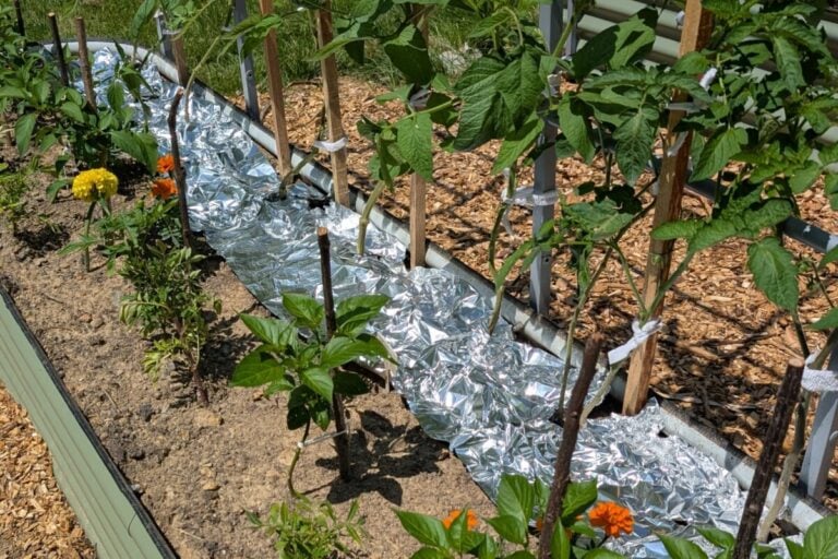 Trucchi utili per far maturare i pomodori più velocemente questa estate