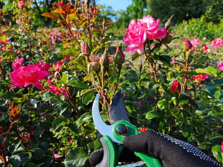 Le principali cause dei fiori di rosa scarsi e come rimediare