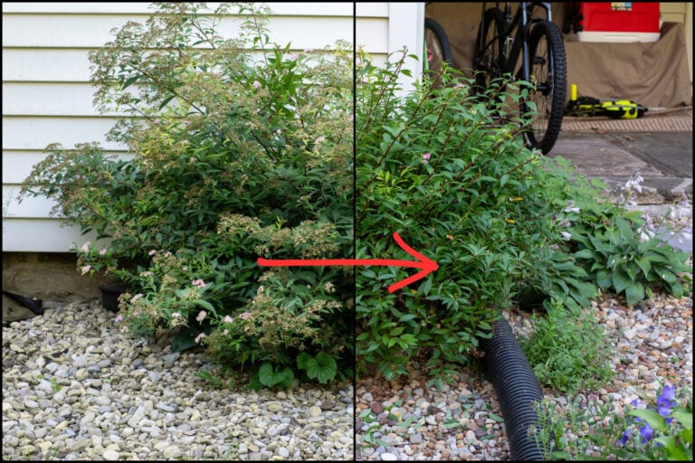 Come potare la spirea in estate per fiori fino all’autunno