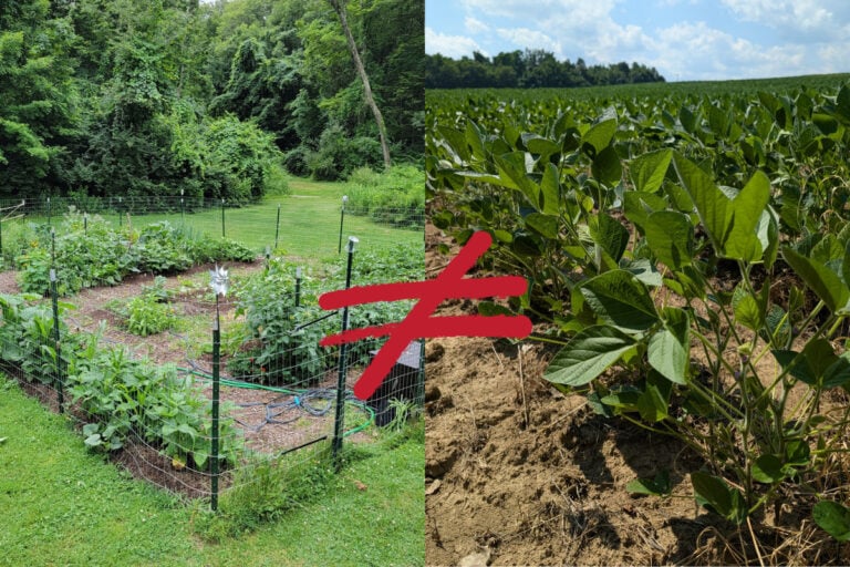 Perché i giardinieri domestici dovrebbero abbandonare la rotazione delle colture
