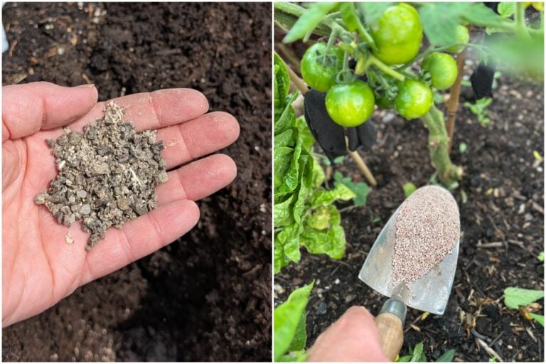 Errori comuni nella concimazione estiva che possono danneggiare le tue verdure