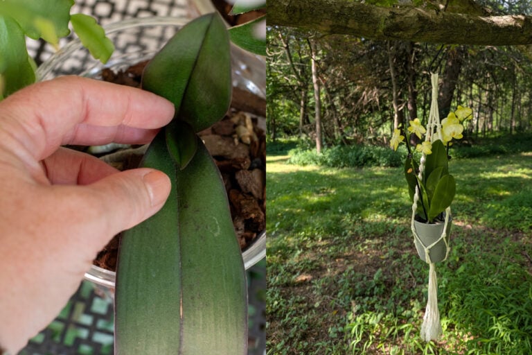 Porta la tua orchidea all’aperto quest’estate per fiori più veloci
